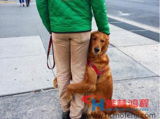 金毛狗狗包退成网红 一言不合抱大腿